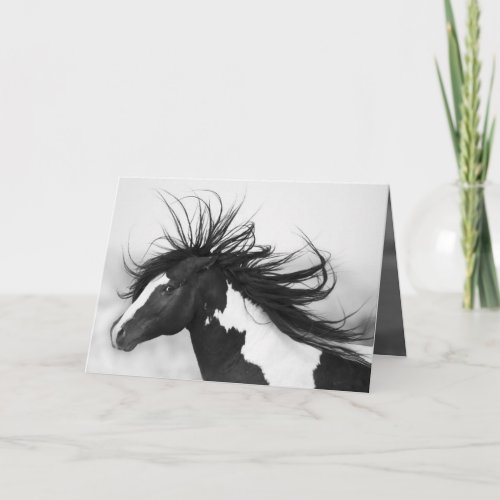Black  White Stallion Wild Horse Greeting Card