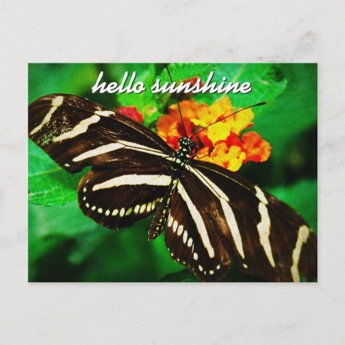 Black White Stripe Butterfly Hello Sunshine Script Postcard