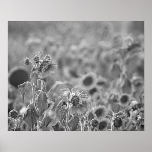 Black  White Sunflower Sunset 16x20  Poster