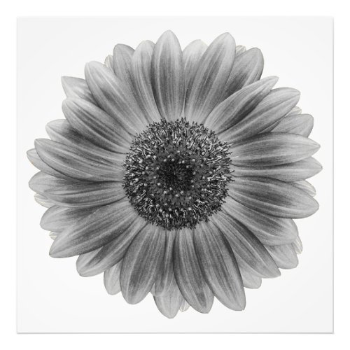 Black White Sunflowers Photo Print