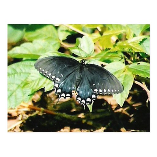 Black White Swallowtail Butterfly Photo Postcards | Zazzle