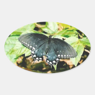 Black White Swallowtail Butterfly Photo Stickers