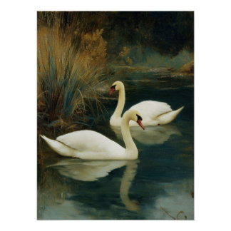 Black & White Swan Couple Poster