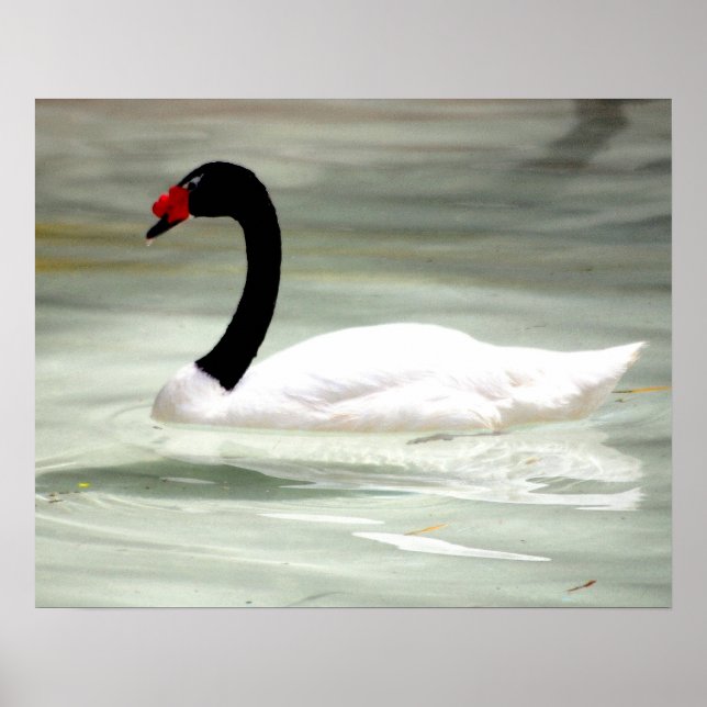Black & White Swan, the Love Bird Poster (Front)
