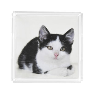 Black White Thoughtful Kitten Acrylic Serving Tray