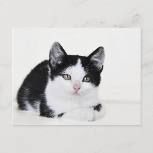 Black White Thoughtful Kitten Postcard