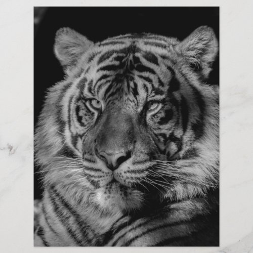 Black  White Tiger