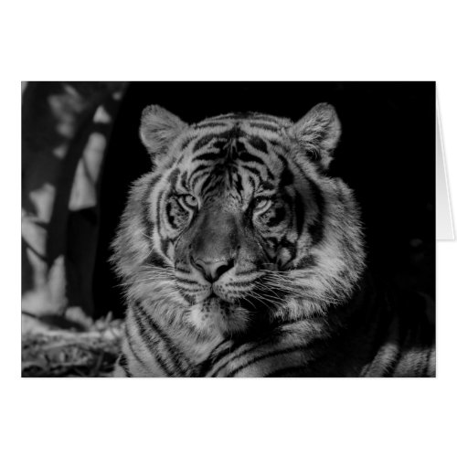 Black  White Tiger