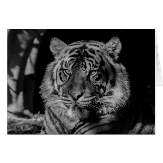 Black & White Tiger (Front Horizontal)
