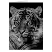 Black & White Tiger (Front)