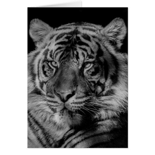 Black & White Tiger Cards (Front)