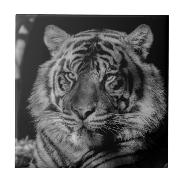 Black & White Tiger Ceramic Tile (Front)