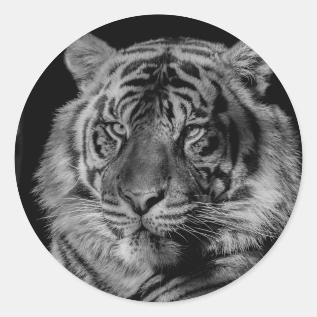 Black & White Tiger Classic Round Sticker (Front)