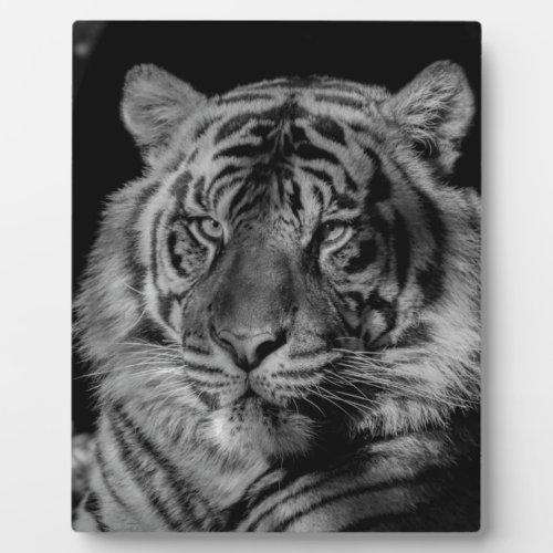 Black  White Tiger Plaque