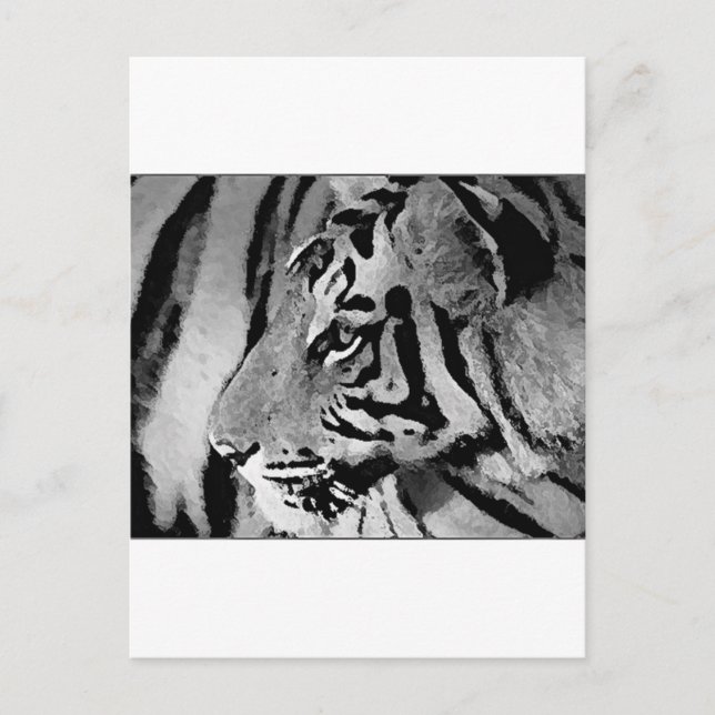 Black & White Tiger Postcard (Front)