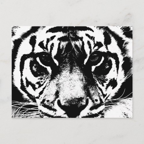 Black  White Tiger Postcard