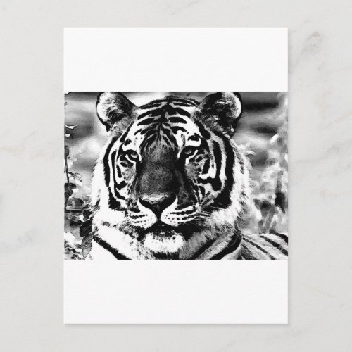 Black  White Tiger Postcard