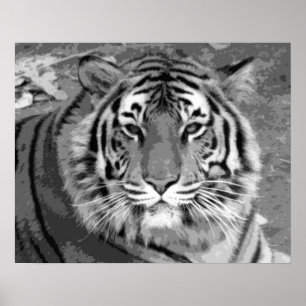 Black & White Tiger Poster