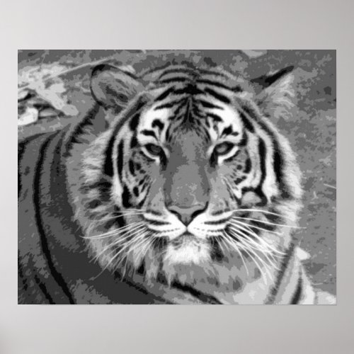 Black  White Tiger Poster