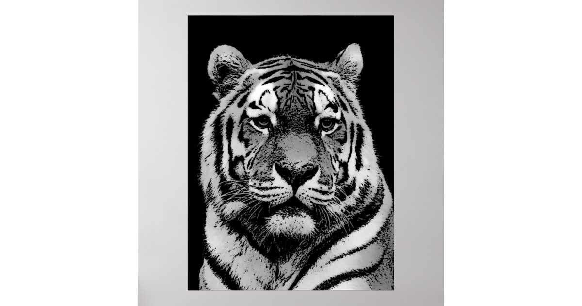 Photo & Art Print Face to face with white bengal tiger