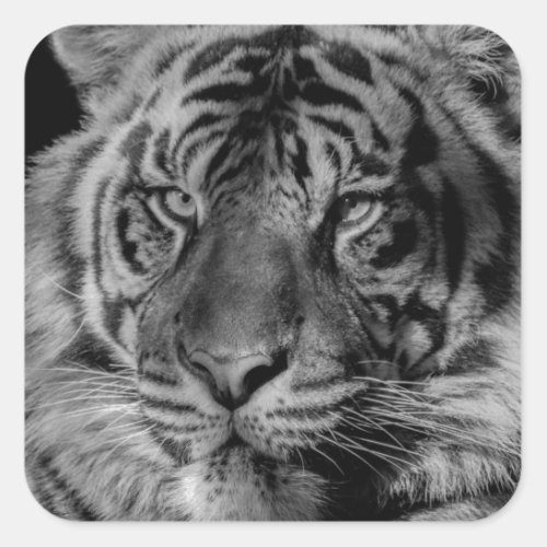 Black  White Tiger Square Sticker