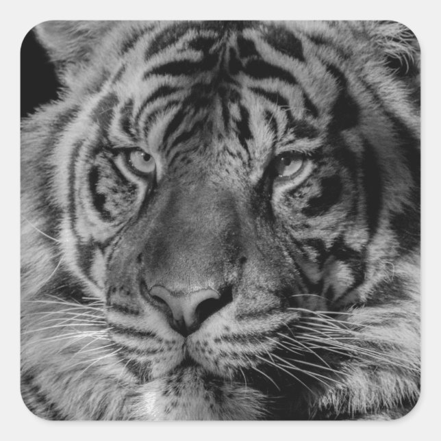 Black & White Tiger Square Sticker (Front)