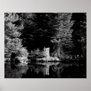 Black & White Tree Stump Reflecting in Water 16x20 Poster