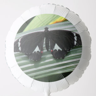 Black & White Tropical Butterfly Balloon