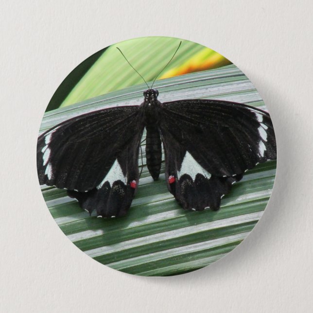 Black & White Tropical Butterfly  Button (Front)