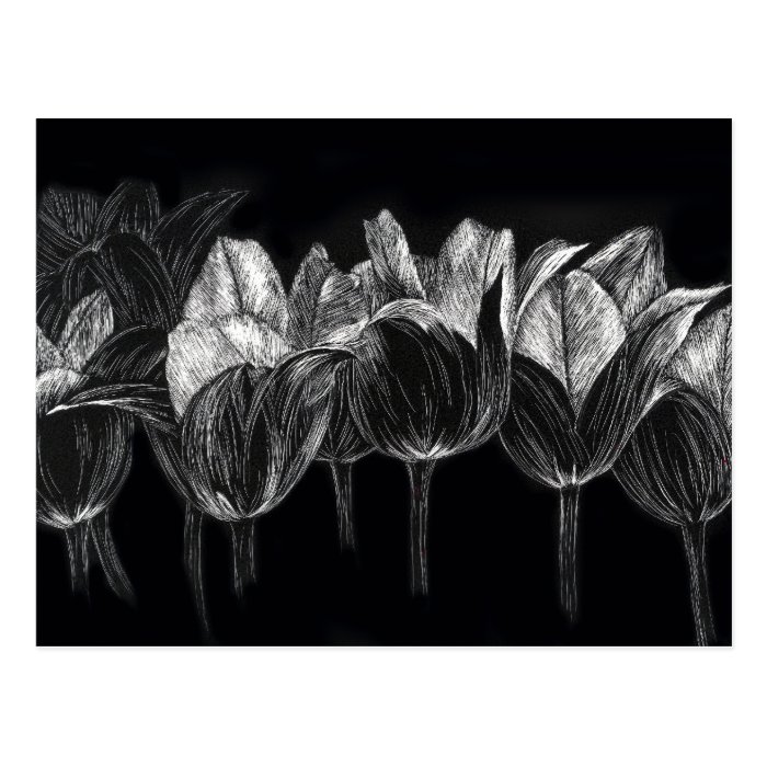 Black White Tulip Garden Flower Scratchboard Art Postcard | Zazzle