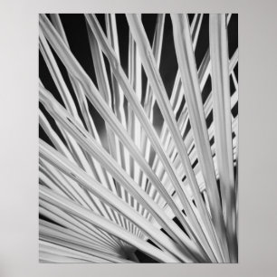 Black & White view of palm tree fronds Poster