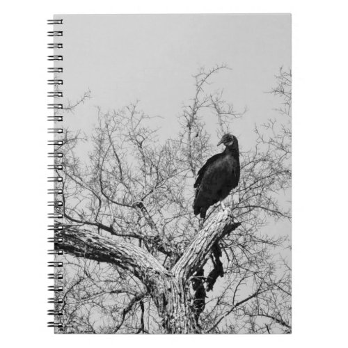 Black  White Vulture Notebook