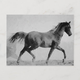 Black & White Walking Horse Postcard
