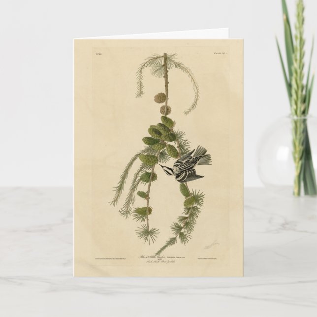 Black & White Warbler - Audubon's Birds of America Card (Front)