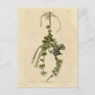 Black & White Warbler - Audubon's Birds of America Postcard