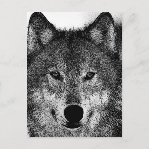Black  White Wolf Artwork Postcard