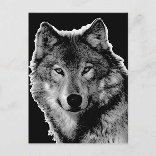 Black  White Wolf Artwork Postcard