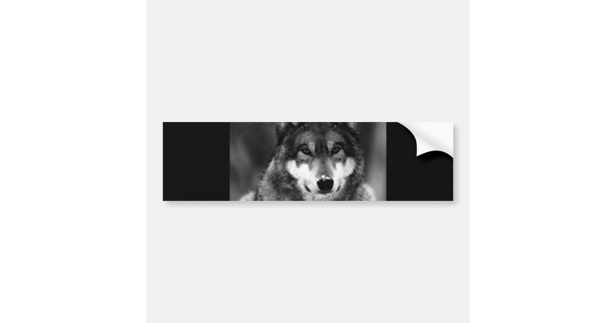 Black & White Wolf Bumper Sticker Zazzle