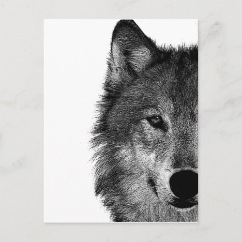 Black  White Wolf Eye Artwork Postcard