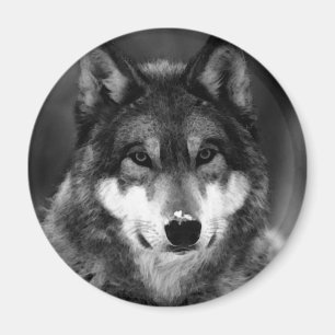 Black & White Wolf Magnet