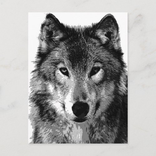 Black  White Wolf Portrait Postcard