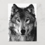Black & White Wolf Portrait Postcard