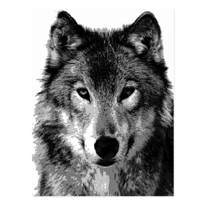 Black & White Wolf Portrait Postcard