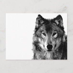 Black & White Wolf Portrait Postcard