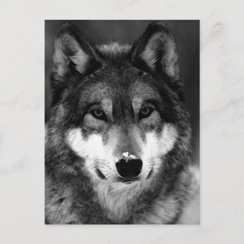 Black  White Wolf Postcard