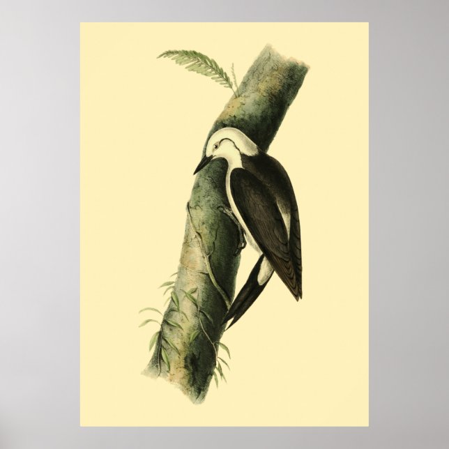 Black & White Woodpecker Poster (Front)
