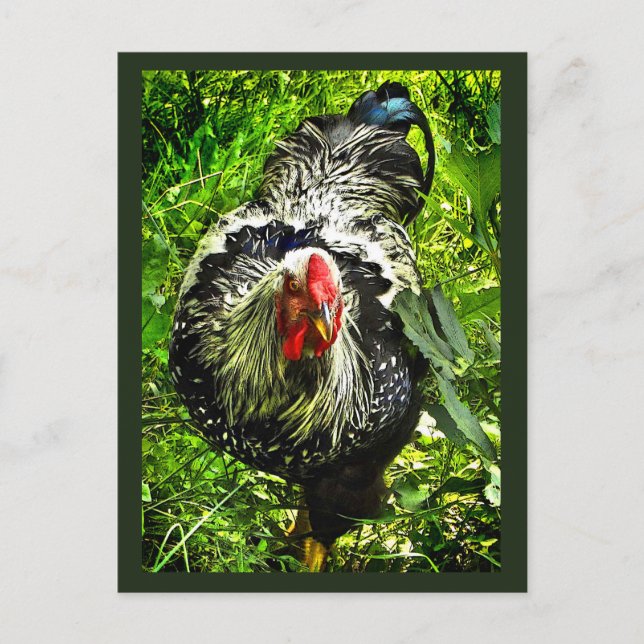 Black White Wyandotte Rooster Bird Green Postcard (Front)
