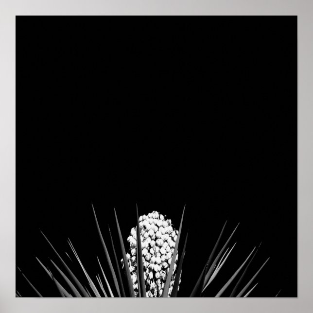 Black & White Yucca by LLR Poster (Front)
