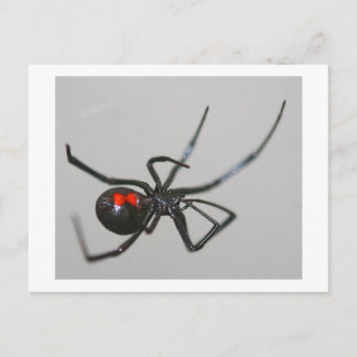 Black Widow Postcard