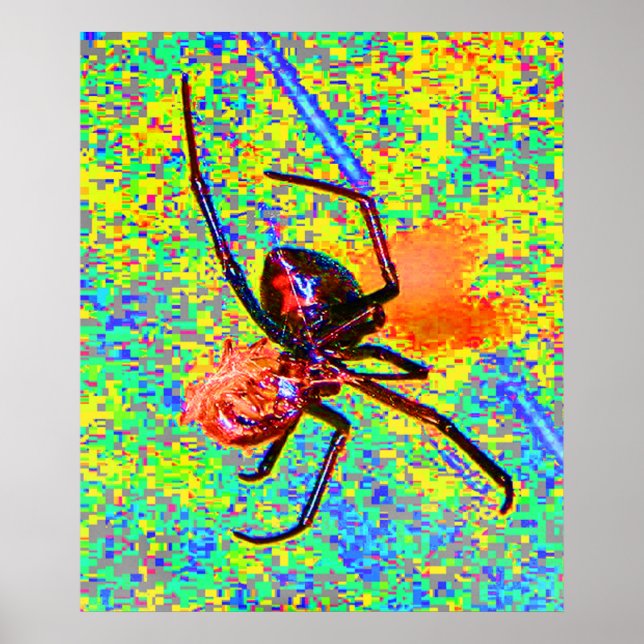 Black Widow Spider Eating Poster (Front)
